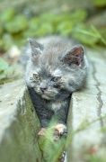 BRITISH SHORTHAIR C042